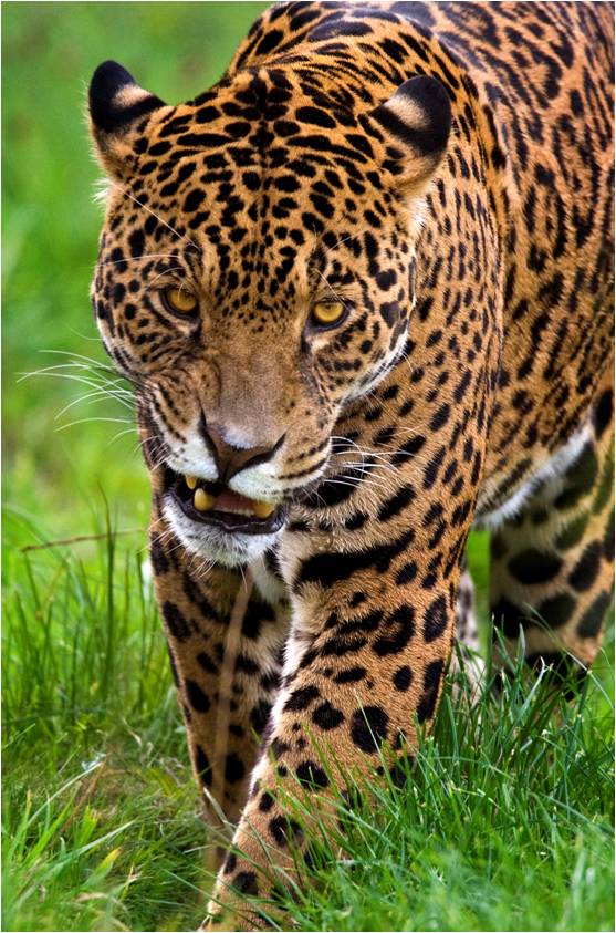 Tawny Jaguars – For I am the Black Jaguar