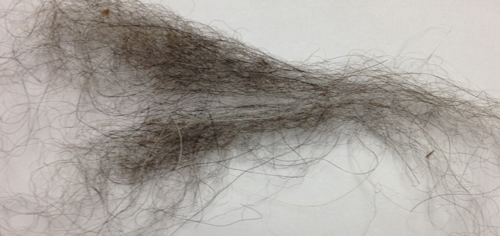 This is a sample of llama fiber Notice how much thicker the fibers are compared to the alpaca