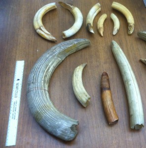 Some of the tusks in the Thomas Ellis Reeve collection