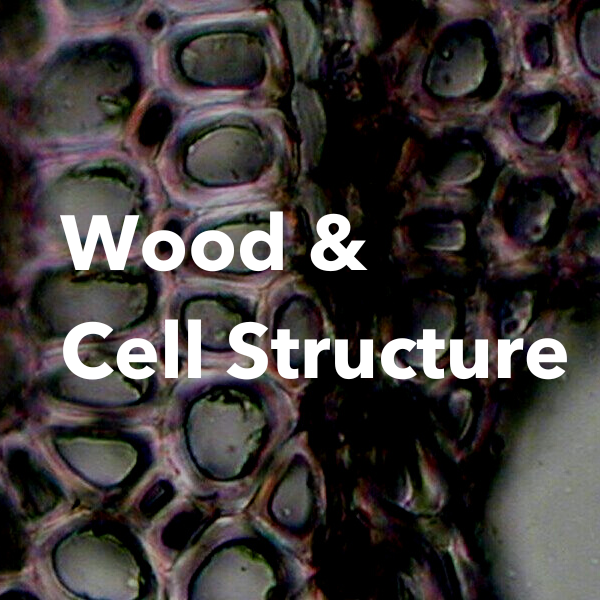 wood and cell structure lesson plan