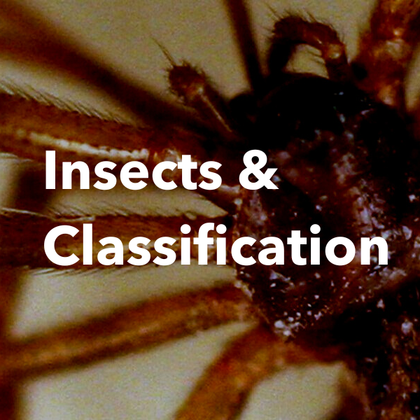 insects and classification lesson plan