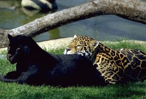 Jaguars in Nature – For I am the Black Jaguar