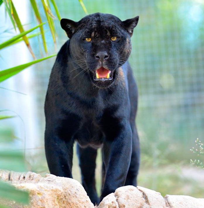 black jaguars