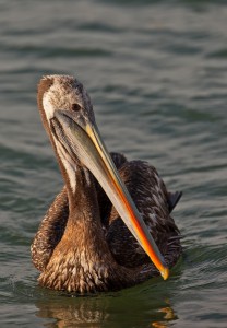 Peruvian pelican (Pelecanus thagus). Photo by ???