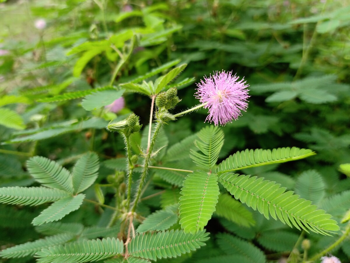 picture of mimosa pudica plant, with green leaves branching out and purple fluffy flowers