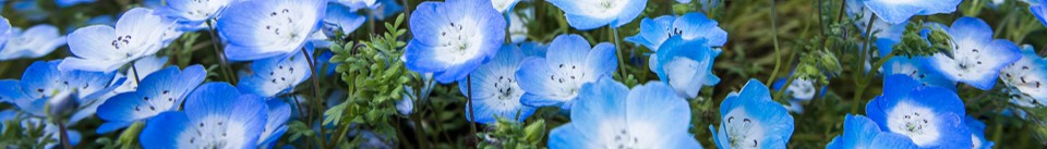 image of small blue and white flowers in a green field