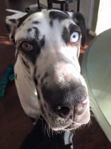 Picture of Pepper, a harlequin Great Dane