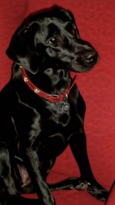 Black lab on red chair 