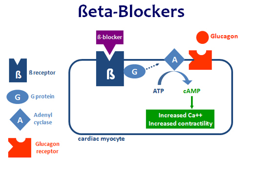 beta blocker antidote