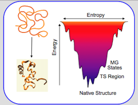 Protein Folding – Dyer Lab