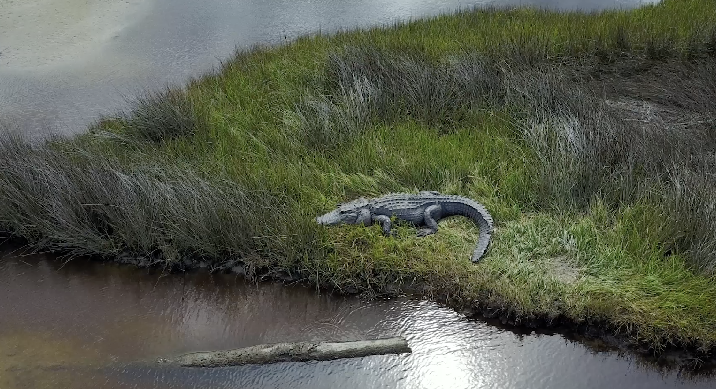 An alligator rests on a spit of land on Ossabaw Island.