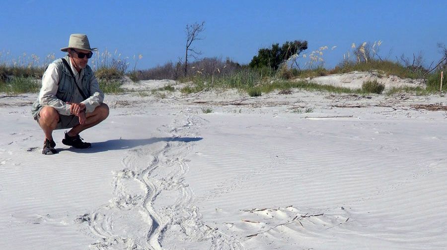 Martin inspects an alligator's footprints and tail drag on a beach of Sapelo Island, Georgia