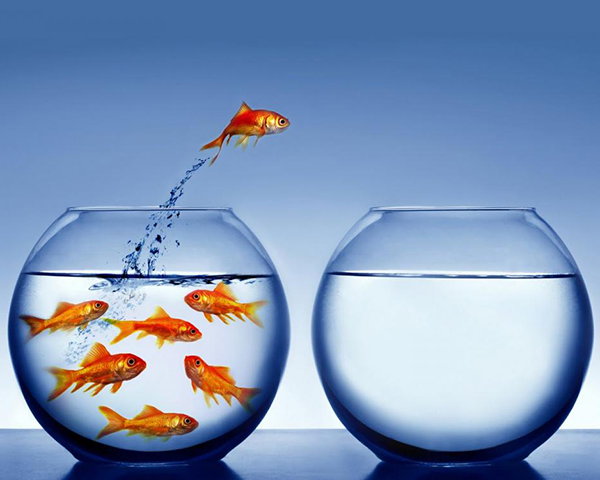 Photo of goldfish in a fish bowl