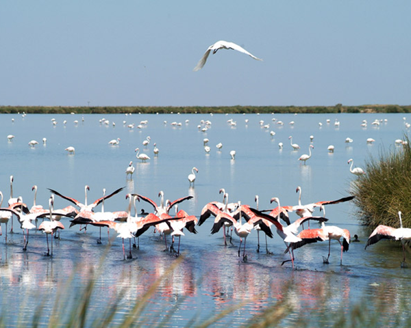 Photo of a flock of pink flamingos in a marsh