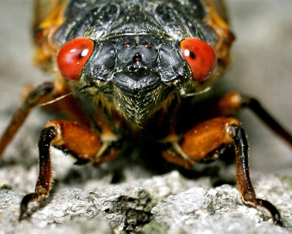 Close-up image of a cicada
