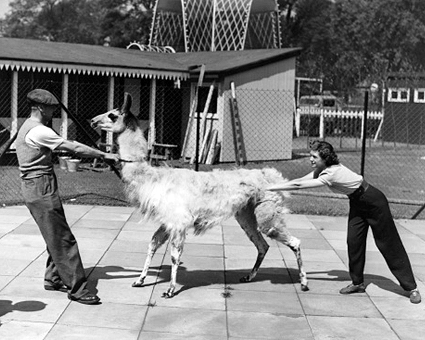 Vintage B&W photo of two people pushing/pulling a stubborn llama