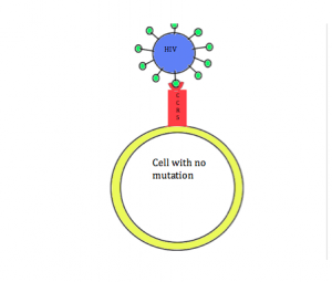 Normal cell that has the CCR5 receptor. HIV can enter and infect the cell.