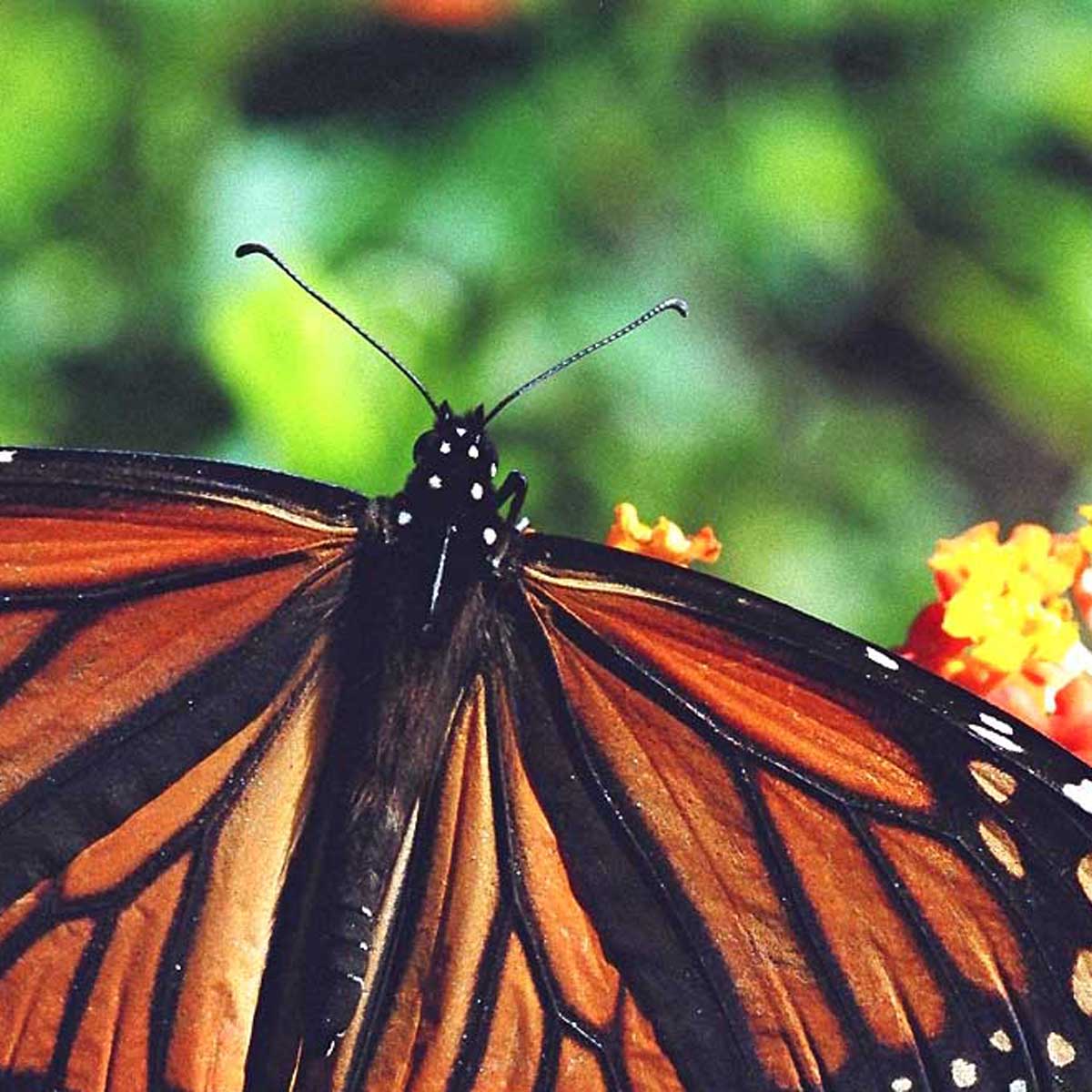 a-female-healthy-monarch-butterfly