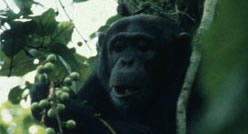 Dynamics of Parasitism in the Chimpanzees at Gombe National Park PICTURE