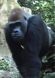 Effects of Logging on Infection Dynamics in African Apes and Humans PICTURE