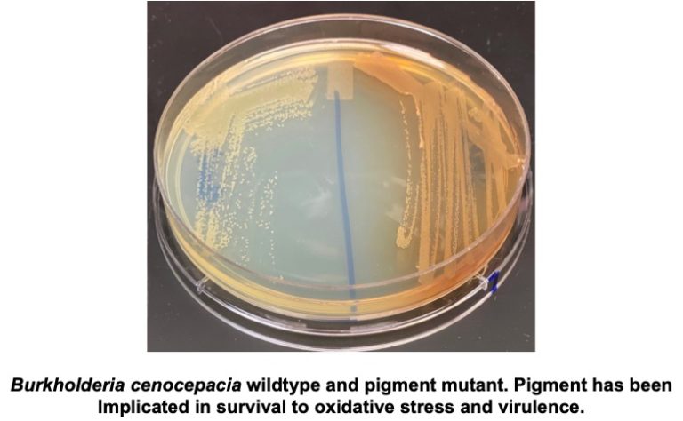 Burkholderia Cepacia Complex Pathogenesis – Joanna Goldberg Laboratory