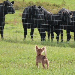 Chihuahua Herding Cattle
