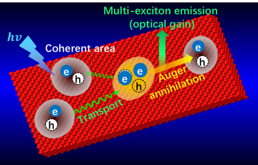 Exciton Dynamics In Novel Low-dimensional Nanomaterials