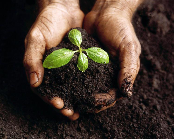 Photo of hands holding compost