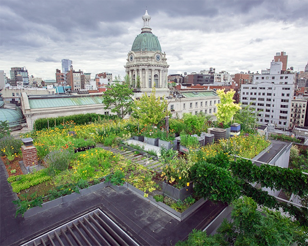 Blue Roof, Green Roof, and Fire Ants