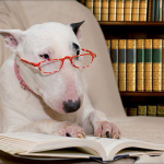 Photo of a dog rading a book in a library