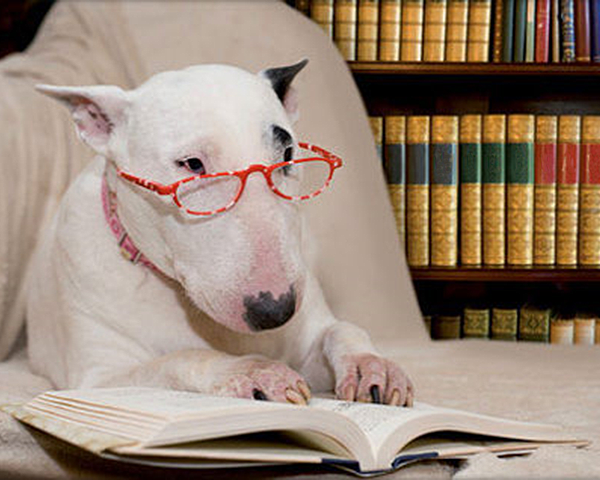 Dogs in the Library? Woof!