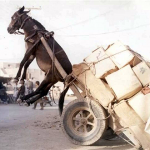 Photo of a donkey and cart