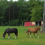 Photo of horses