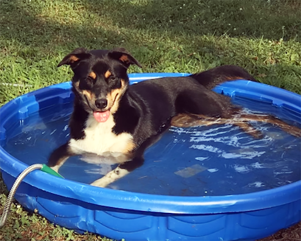 photo of dog in pool