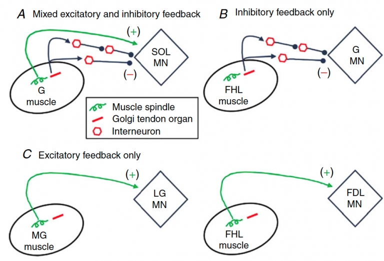 Proprioceptive Feedback: Influence Of Intermuscular Excitation And ...