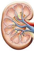 Human Kidney Graphic