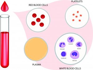 components of blood graphic
