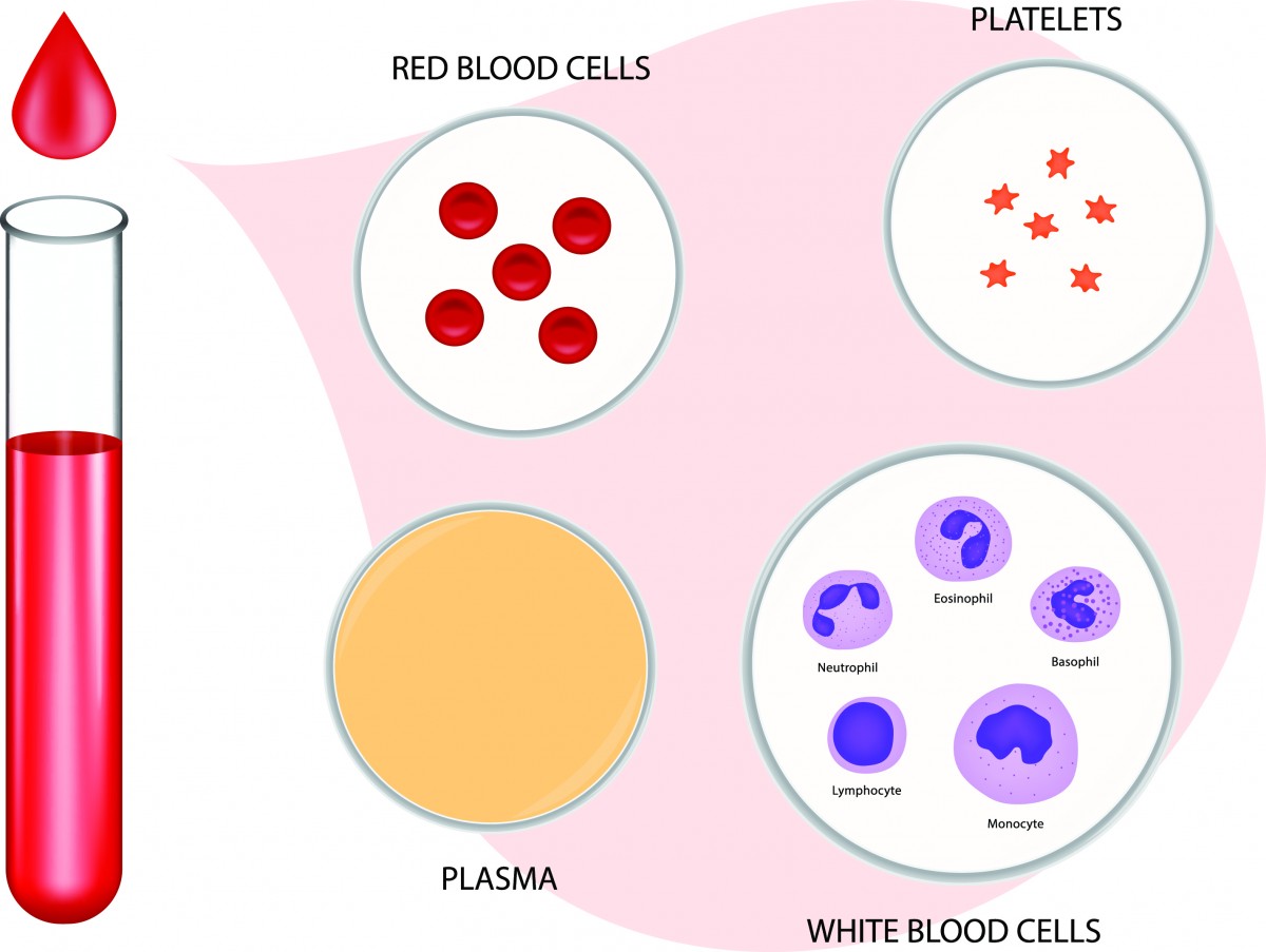 4 Main Parts Of Blood