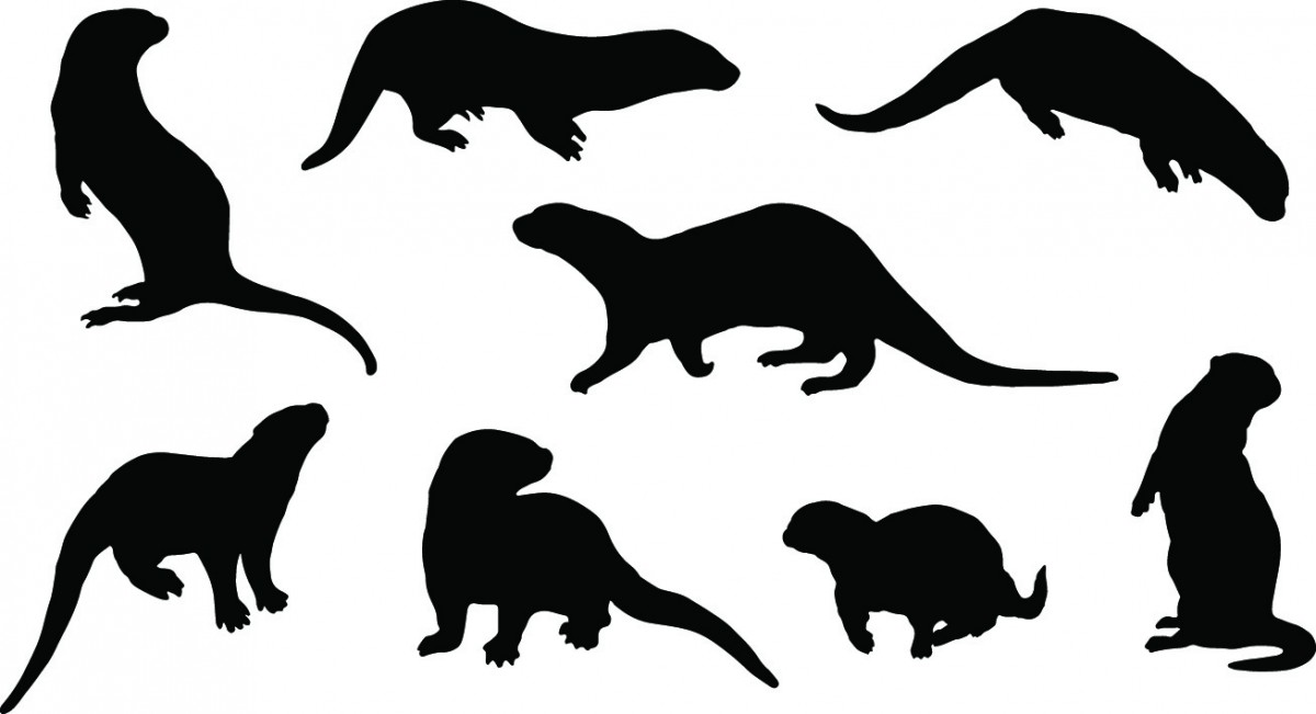Fun Otter Facts
