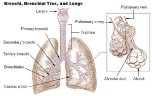 Diagram of Lungs