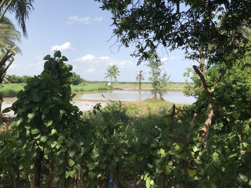 View from Velcheru Narayana Rao’s house in Koppaka, Andhra Pradesh, 2018. Photo by Harshita Mruthinti Kamath