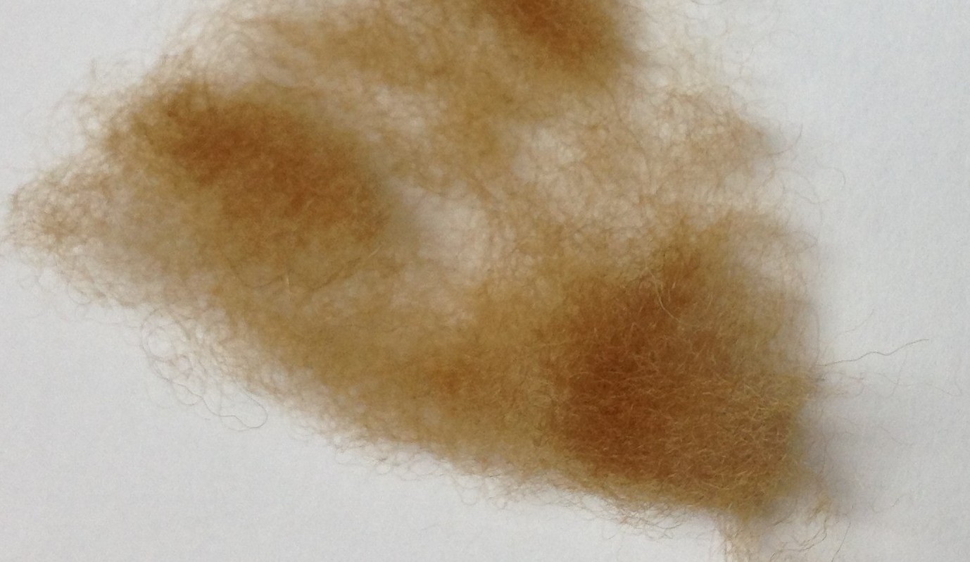 Sample of vicuña which has a shorter staple than either alpaca or llama