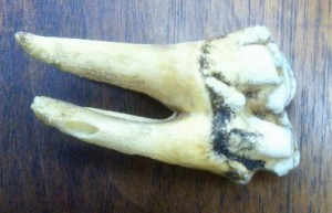 One of the large animal teeth contained in Box 22