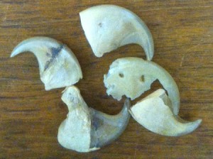 : A few of the many leopard claws contained in a bag marked “leopard claws” in MARBL
