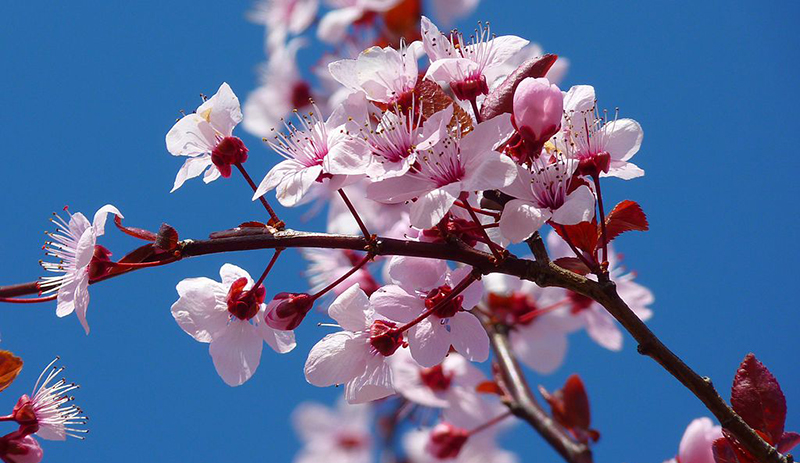 Cherry blossoms. File is made available under the Creative Commons CC0 1.0 Universal Public Domain Dedication