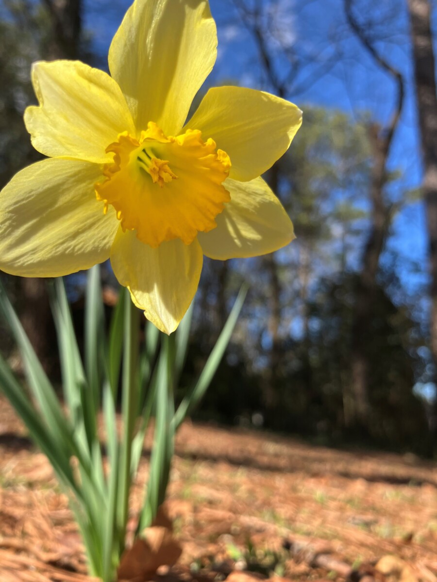 Yellow daffodil.